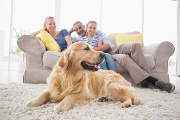 Pet Ownership on the Rise: How Rooftop Pet Parks Are Changing Dubai Building Value
