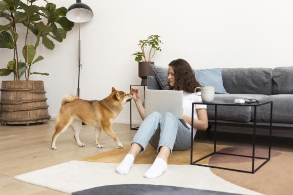 Top 5 Pet-Friendly Rental Communities in the UAE