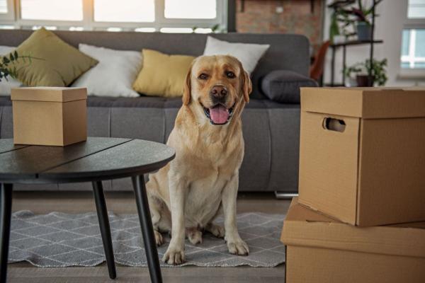 Pet-First Rentals in Dubai: Designing Homes for Modern Tenants